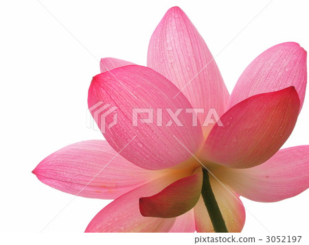lotus flower, white background, close up 3052197