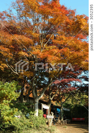 maple, yellow leafe, hachijoji 3052395