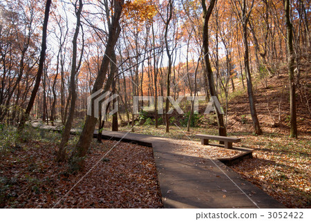 thicket, coppice, thickets 3052422