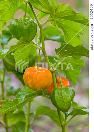 地面櫻桃 3052499