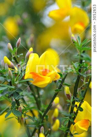 金雀兒 金雀花 嫁接產生的亞當金雀花 3052653