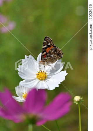 Asian Admiral Butterfly, asian admiral, indian red admiral 3052656