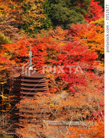 Shirayama Shrine of autumn leaves 3052677