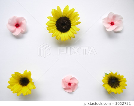 Sunflower & Nichinoscisso Sunflower & Nichinoscisso 3052721