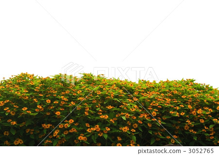 Melanpodium 3052765