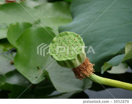 一朵蓮花 一朵蓮花 3052870
