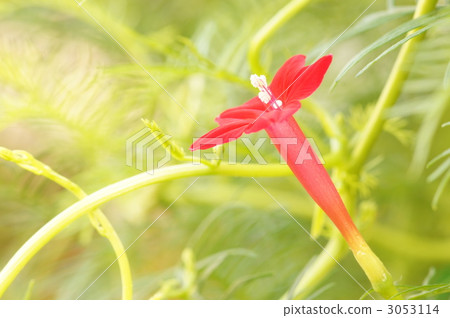 蔦蘿松 蔦蘿松 3053114