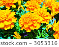 Mary gold (Orange) 3053316