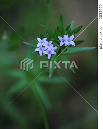 Hana ya Emuru 3053353