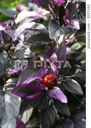 Capsicum · Purple Flash 002 3053362