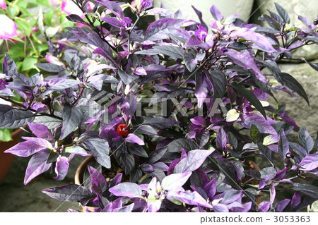 Capsicum · Purple Flash 003 3053363