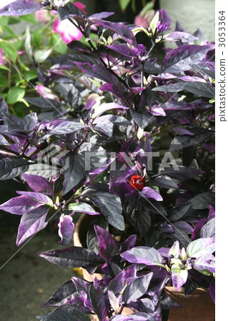 Capsicum · Purple Flash 004 3053364