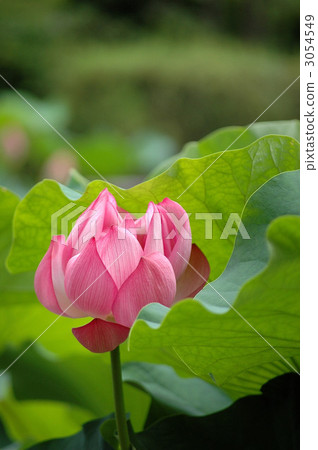 Machida Yakushi Hasuen 3054549