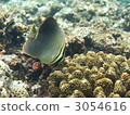 鹹水魚 海水魚 海魚 3054616