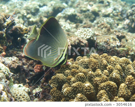 鹹水魚 海水魚 海魚 3054616