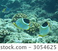 鹹水魚 海水魚 海魚 3054625