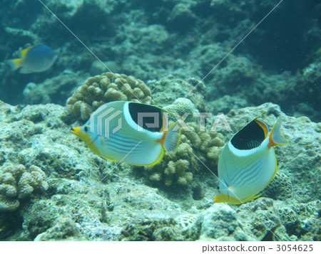 鹹水魚 海水魚 海魚 3054625
