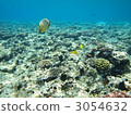 鹹水魚 海水魚 海魚 3054632