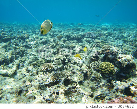 鹹水魚 海水魚 海魚 3054632