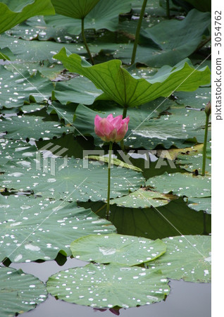 The lotus of Ozumiji 3054762