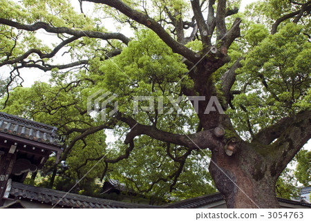 Blue sen-inou Omoro Blue sen-inou Omoro 3054763