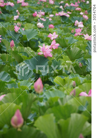 The lotus of Ozumiji 3054764