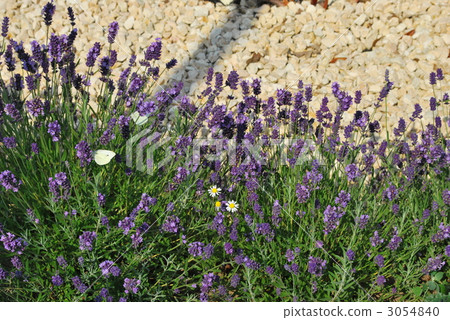 薰衣草和蝴蝶 3054840
