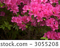 azalea, azaleas, bloom 3055208