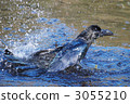 bathing in cold water, cold water bath, crow 3055210