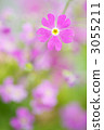 primrose, primroses, primulas 3055211