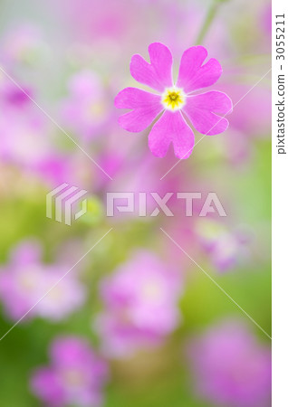 primrose, primroses, primulas 3055211