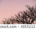 cherry-tree, branch, sunset 3055212
