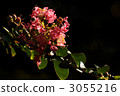 crape myrtle, lagerstroemia indica, bloom 3055216