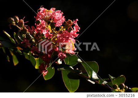 crape myrtle, lagerstroemia indica, bloom 3055216