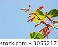 cockspur coral tree, bud, bloom 3055217