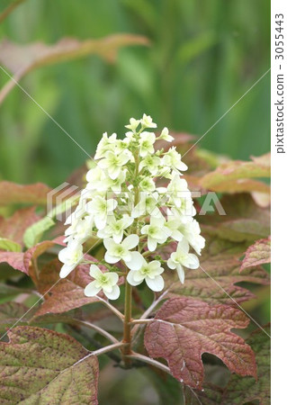 Kashiwaba Aji Sai 002 3055443