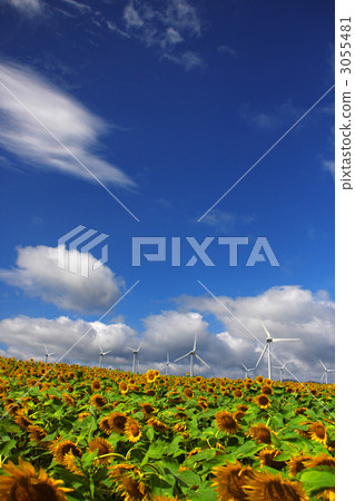 Sunflower and Windmill (Wind Highlands) 3055481