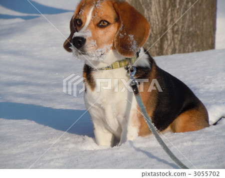 在雪的小獵犬bam 在雪的小獵犬bam 3055702