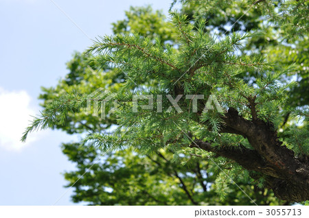 樹·喜馬拉雅山雪松Pinaceae 樹·喜馬拉雅山雪松Pinaceae 3055713