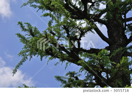Tree · Himalaya Cedar Pinaceae Tree · Himalaya Cedar Pinaceae 3055716