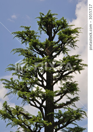 Tree · Himalaya Cedar Pinaceae 3055717