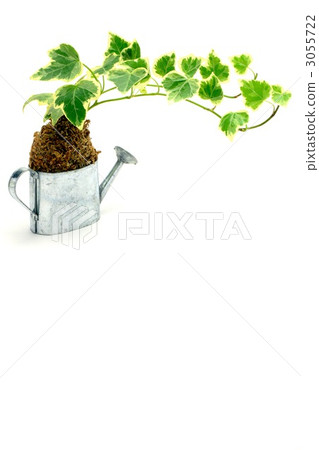 常春藤和雨雨 3055722