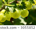 Gusuberi 3055852