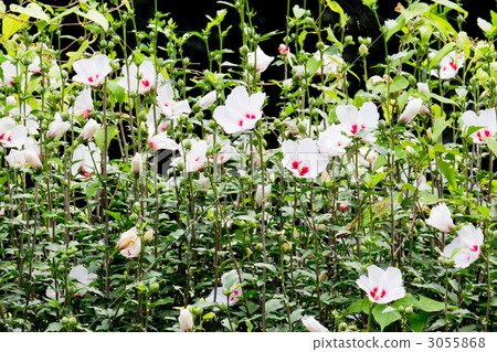 玫瑰沙龍 玫瑰沙龍 3055868