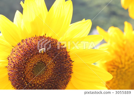 Sunflowers and honey bees 3055889