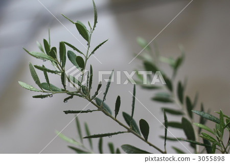 Rain olive 3055898