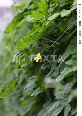 植物花 植物花 3055901