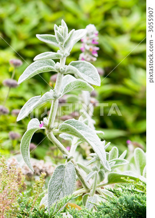  Rumzuya 3055907