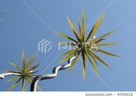 dracaena, foliage plant, freshness 3056026