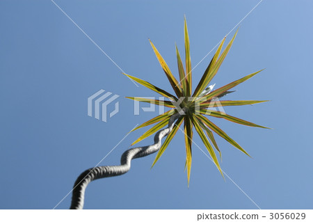 dracaena, foliage plant, freshness 3056029